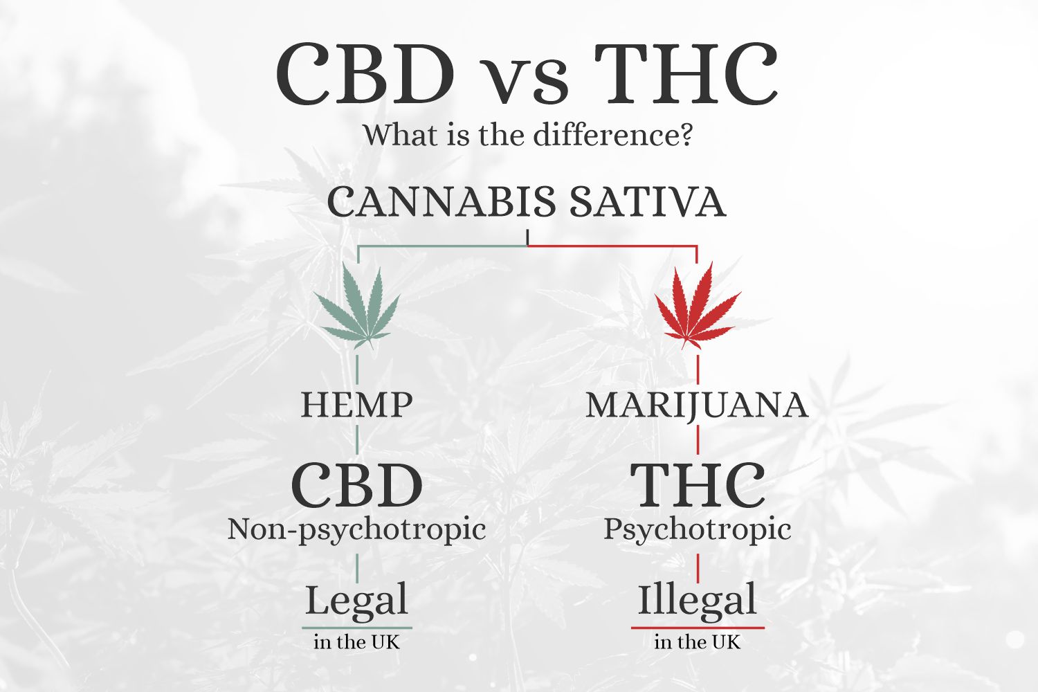 Featured post image of CBD vs THC – What is the Difference?