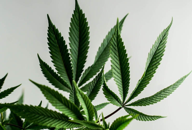 Hemp leaf with 5 large and pointy leaves spaced out - Hemp vs Marijuana