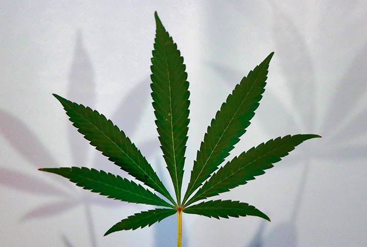Marijuana leaf with 7 thin and pointy leaves spaced out - Hemp vs Marijuana
