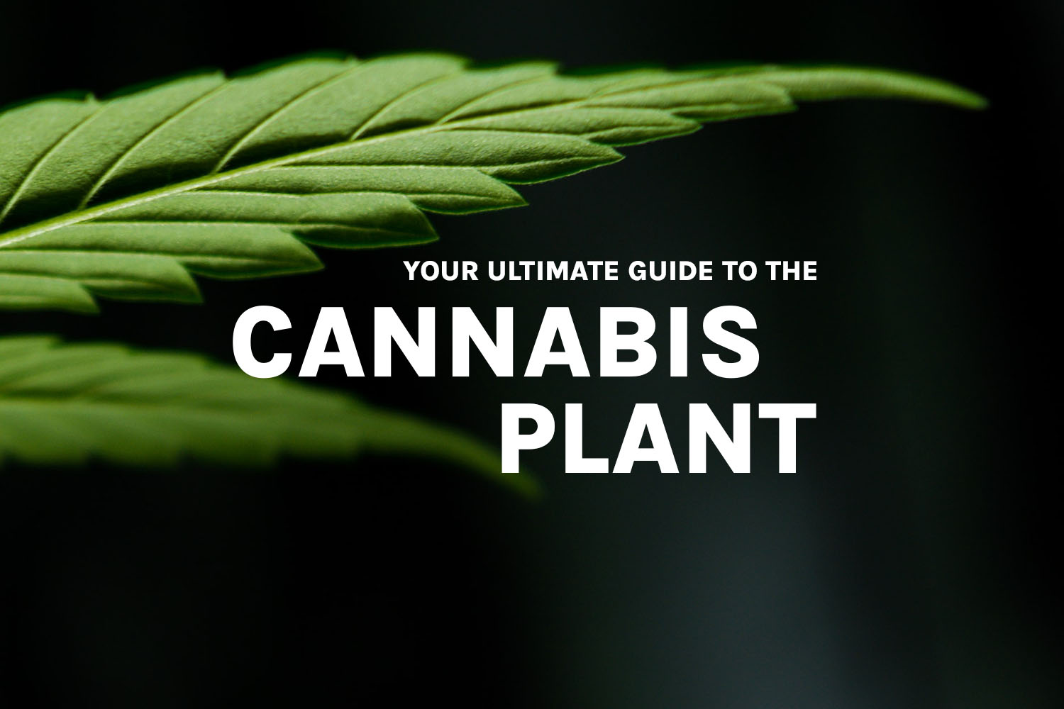 Featured post image of Your Ultimate Guide to the Cannabis Plant
